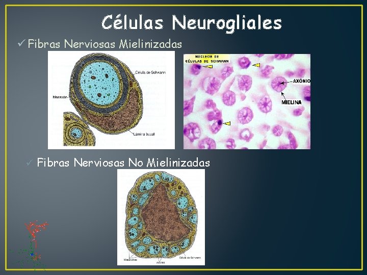 Células Neurogliales ü Fibras Nerviosas Mielinizadas ü Fibras Nerviosas No Mielinizadas 