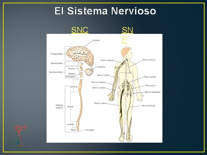 El Sistema Nervioso SNC SN P 