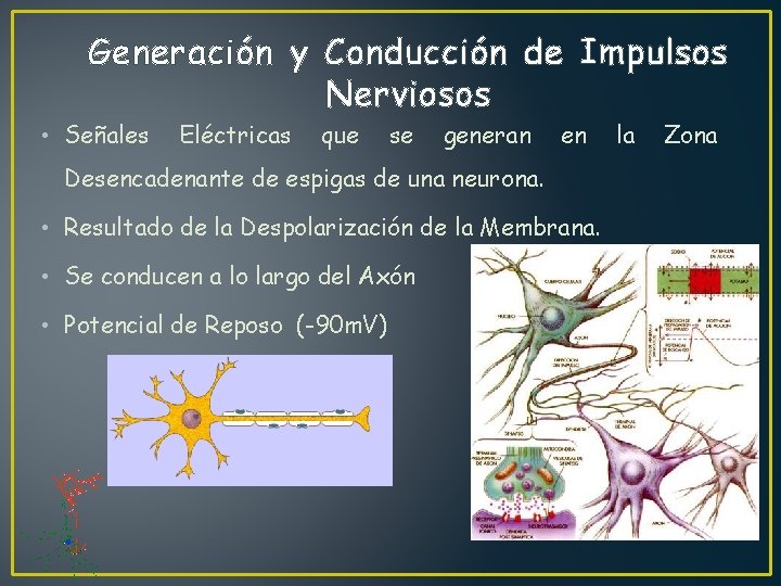 Generación y Conducción de Impulsos Nerviosos • Señales Eléctricas que se generan en Desencadenante