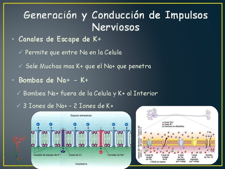 Generación y Conducción de Impulsos Nerviosos • Canales de Escape de K+ ü Permite