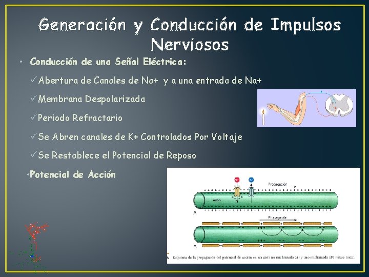 Generación y Conducción de Impulsos Nerviosos • Conducción de una Señal Eléctrica: üAbertura de