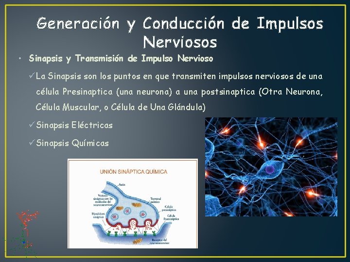 Generación y Conducción de Impulsos Nerviosos • Sinapsis y Transmisión de Impulso Nervioso üLa
