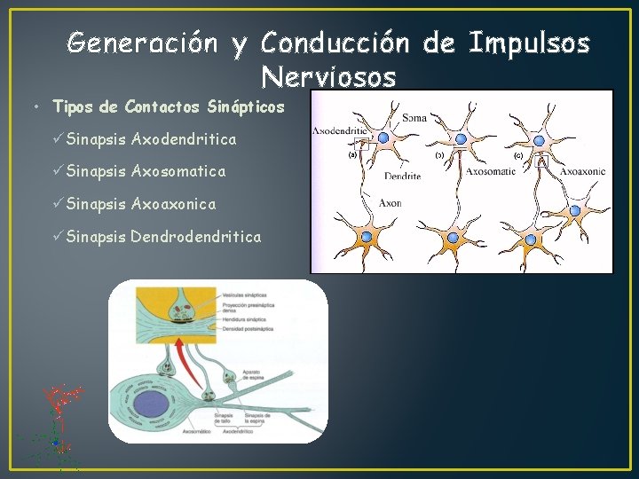 Generación y Conducción de Impulsos Nerviosos • Tipos de Contactos Sinápticos üSinapsis Axodendritica üSinapsis
