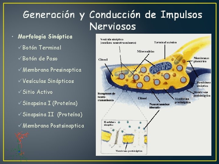 Generación y Conducción de Impulsos Nerviosos • Morfología Sináptica üBotón Terminal üBotón de Paso