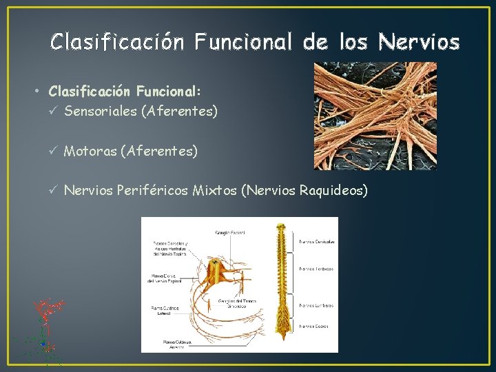 Clasificación Funcional de los Nervios • Clasificación Funcional: ü Sensoriales (Aferentes) ü Motoras (Aferentes)