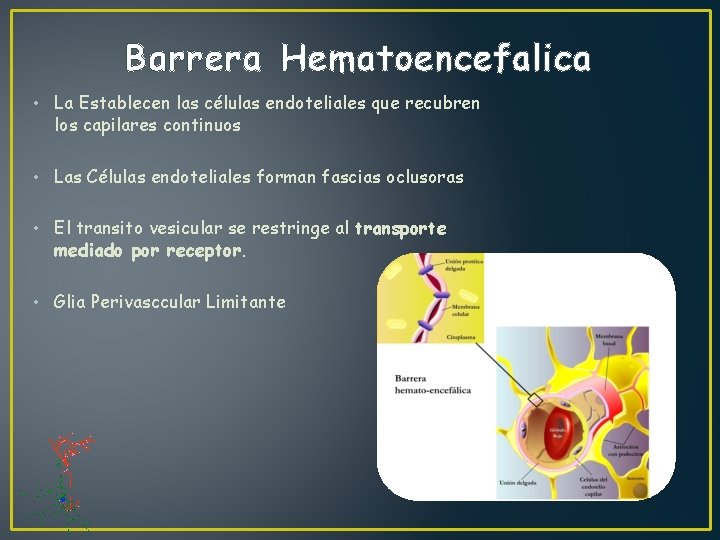 Barrera Hematoencefalica • La Establecen las células endoteliales que recubren los capilares continuos •