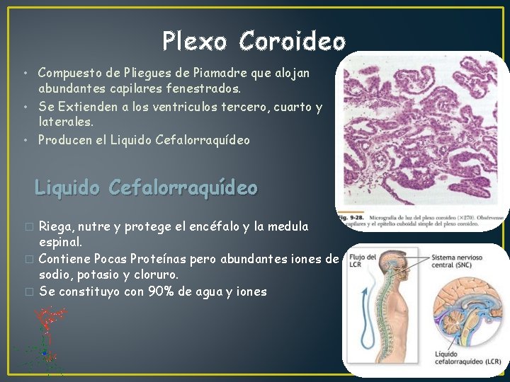 Plexo Coroideo • Compuesto de Pliegues de Piamadre que alojan abundantes capilares fenestrados. •