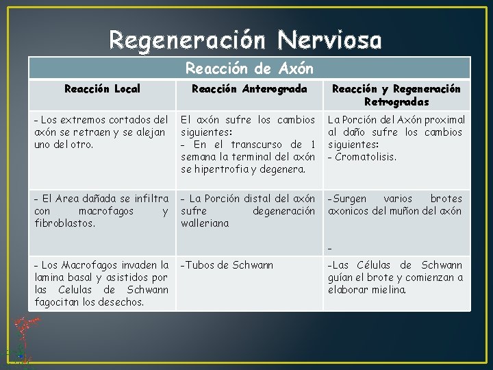 Regeneración Nerviosa Reacción de Axón Reacción Local Reacción Anterograda Reacción y Regeneración Retrogradas -