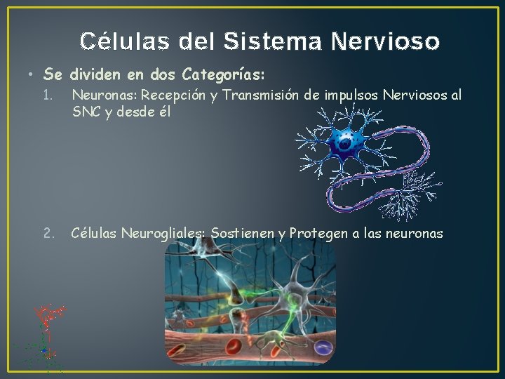 Células del Sistema Nervioso • Se dividen en dos Categorías: 1. Neuronas: Recepción y
