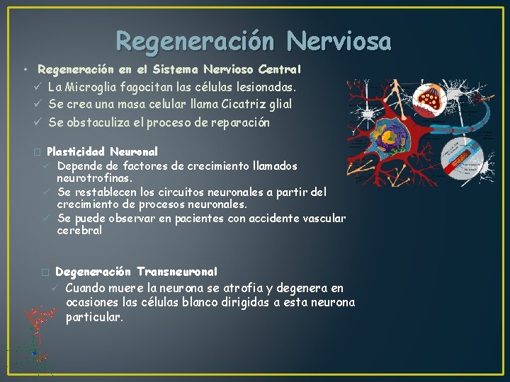 Regeneración Nerviosa • Regeneración en el Sistema Nervioso Central ü La Microglia fagocitan las