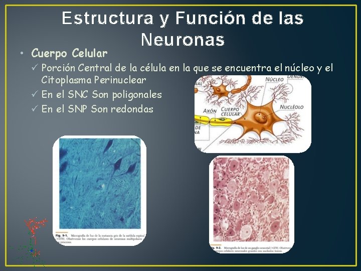 Estructura y Función de las Neuronas • Cuerpo Celular ü Porción Central de la
