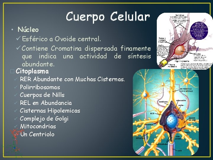 Cuerpo Celular • Núcleo ü Esférico a Ovoide central. ü Contiene Cromatina dispersada finamente