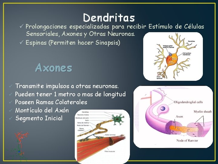 Dendritas ü Prolongaciones especializadas para recibir Estímulo de Células Sensoriales, Axones y Otras Neuronas.