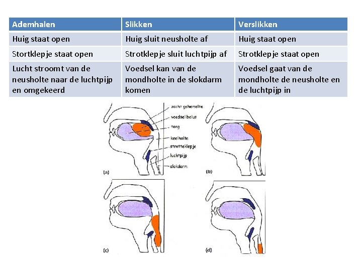 Ademhalen Slikken Verslikken Huig staat open Huig sluit neusholte af Huig staat open Stortklepje