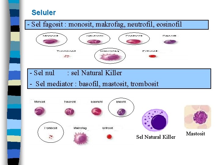 Seluler - Sel fagosit : monosit, makrofag, neutrofil, eosinofil - Sel nul : sel