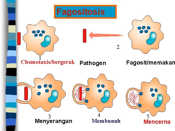 Fagositosis 2 1 Chemotaxis/bergerak Pathogen 3 Menyerangan 4 Membunuh Fagosit/memakan 5 Mencerna 
