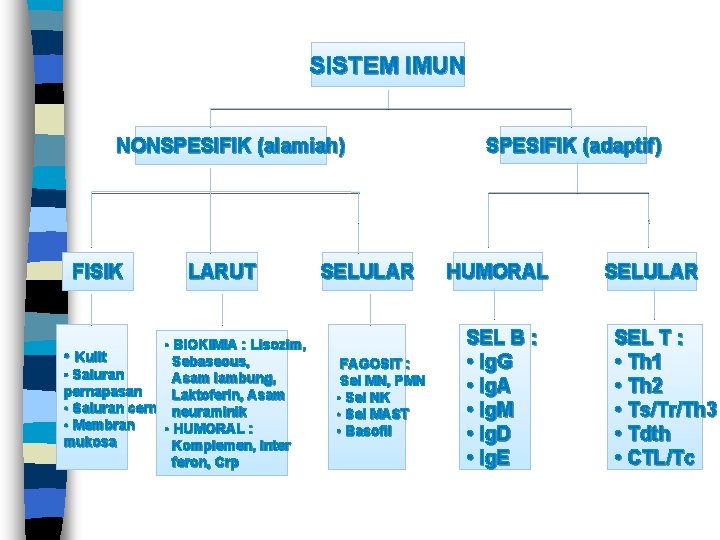 SISTEM IMUN NONSPESIFIK (alamiah) FISIK LARUT • BIOKIMIA : Lisozim, • Kulit Sebaseous, •