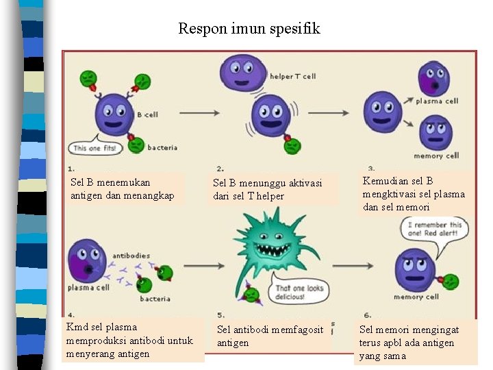 Respon imun spesifik Sel B menemukan antigen dan menangkap Kmd sel plasma memproduksi antibodi