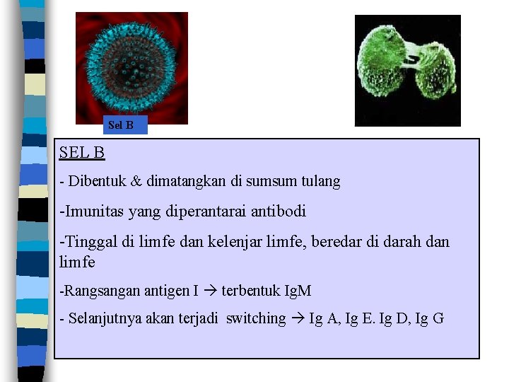 Sel B SEL B - Dibentuk & dimatangkan di sumsum tulang -Imunitas yang diperantarai