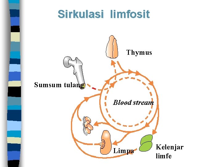 Sirkulasi limfosit Thymus Sumsum tulang Blood stream Limpa Kelenjar limfe 