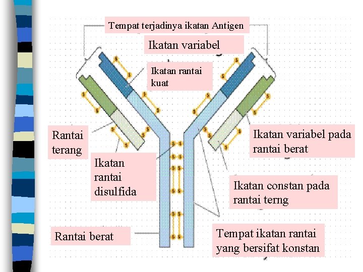 Tempat terjadinya ikatan Antigen Ikatan variabel Ikatan rantai kuat Rantai terang Ikatan variabel pada