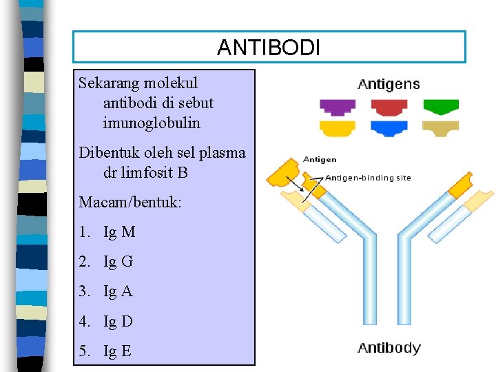 ANTIBODI Sekarang molekul antibodi di sebut imunoglobulin Dibentuk oleh sel plasma dr limfosit B