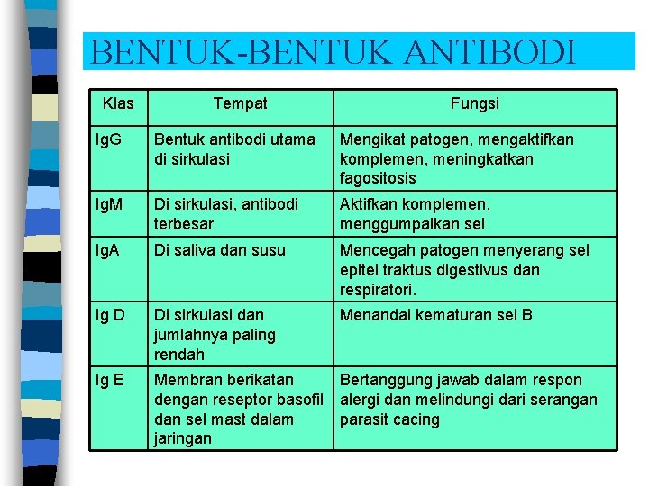 BENTUK-BENTUK ANTIBODI Klas Tempat Fungsi Ig. G Bentuk antibodi utama di sirkulasi Mengikat patogen,