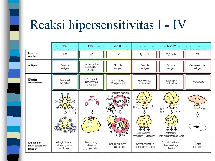 Reaksi hipersensitivitas I - IV 