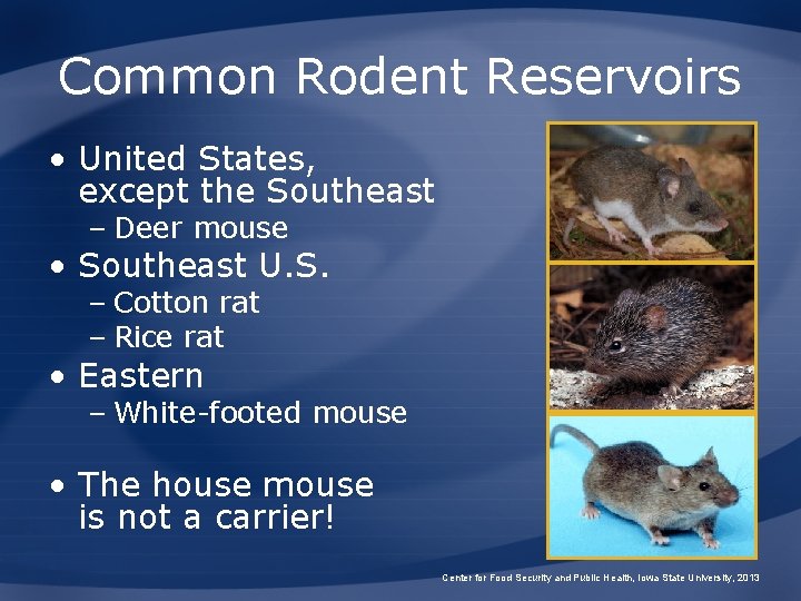 Common Rodent Reservoirs • United States, except the Southeast – Deer mouse • Southeast