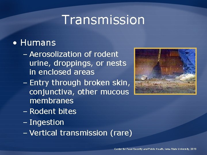 Transmission • Humans – Aerosolization of rodent urine, droppings, or nests in enclosed areas