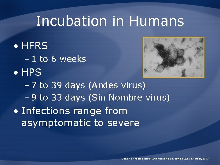 Incubation in Humans • HFRS – 1 to 6 weeks • HPS – 7