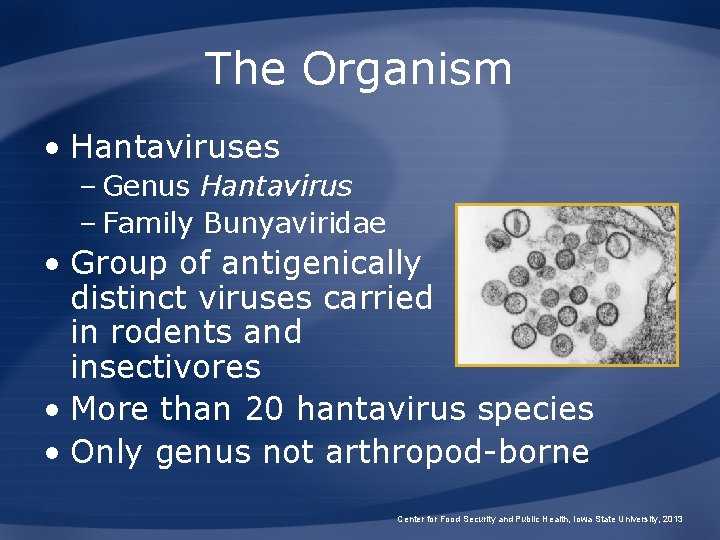 The Organism • Hantaviruses – Genus Hantavirus – Family Bunyaviridae • Group of antigenically