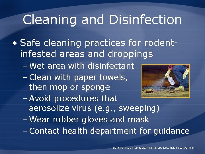 Cleaning and Disinfection • Safe cleaning practices for rodentinfested areas and droppings – Wet