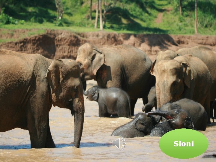 Sloni 
