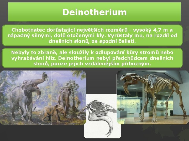 Deinotherium Chobotnatec dorůstající největších rozměrů - vysoký 4, 7 m a nápadný silnými, dolů