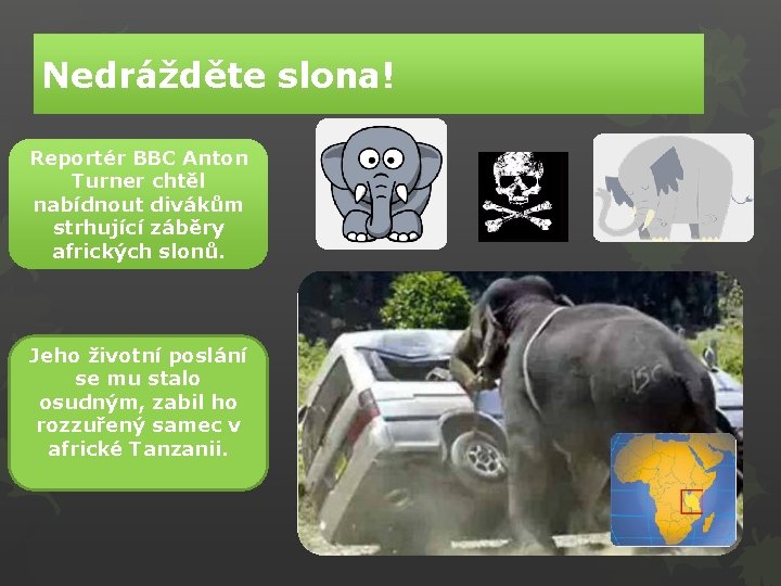Nedrážděte slona! Reportér BBC Anton Turner chtěl nabídnout divákům strhující záběry afrických slonů. Jeho