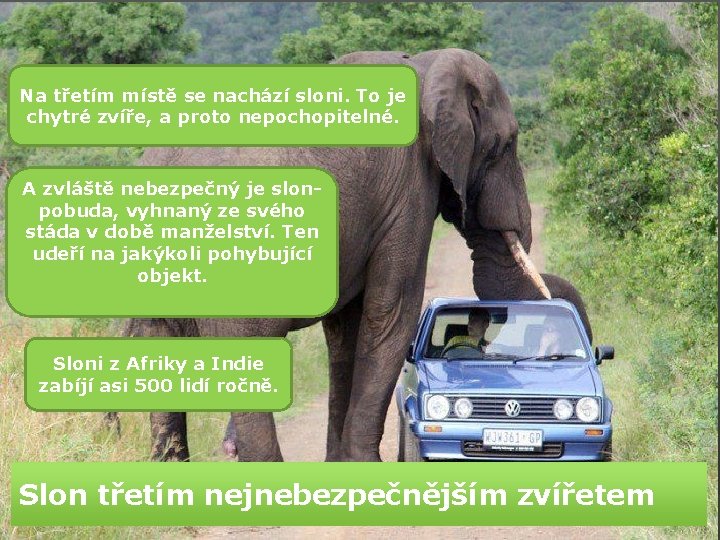 Na třetím místě se nachází sloni. To je chytré zvíře, a proto nepochopitelné. A