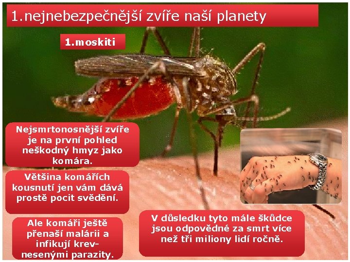 1. nejnebezpečnější zvíře naší planety 1. moskiti Nejsmrtonosnější zvíře je na první pohled neškodný