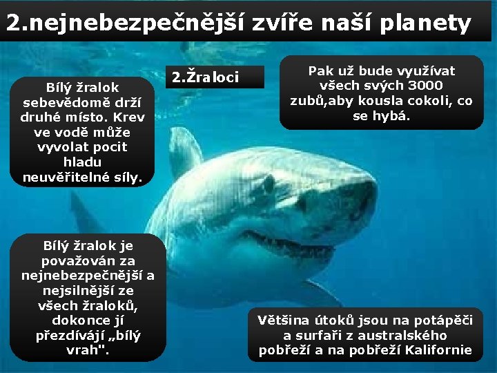 2. nejnebezpečnější zvíře naší planety Bílý žralok sebevědomě drží druhé místo. Krev ve vodě