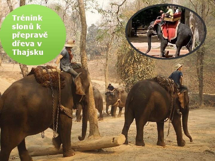 Trénink slonů k přepravě dřeva v Thajsku 