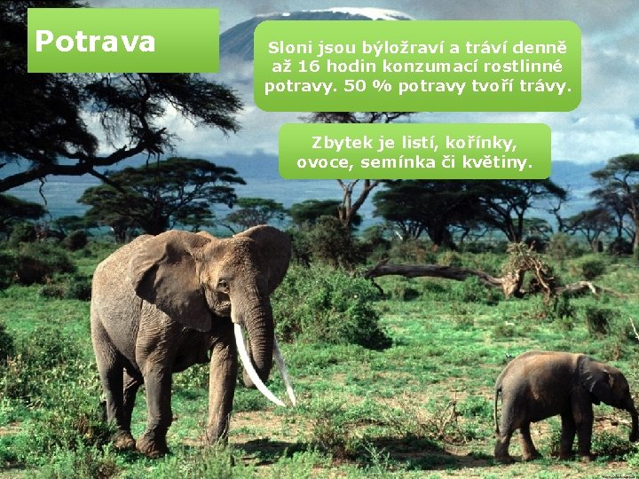 Potrava Sloni jsou býložraví a tráví denně až 16 hodin konzumací rostlinné potravy. 50