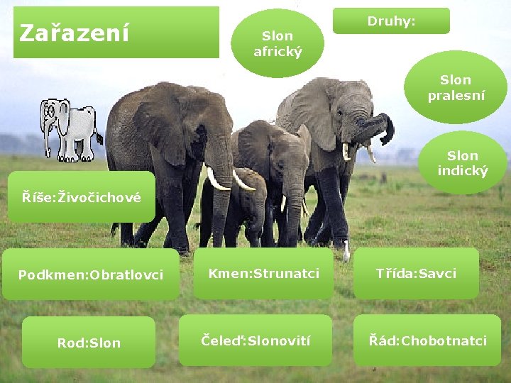 Zařazení Slon africký Druhy: Slon pralesní Slon indický Říše: Živočichové Podkmen: Obratlovci Rod: Slon