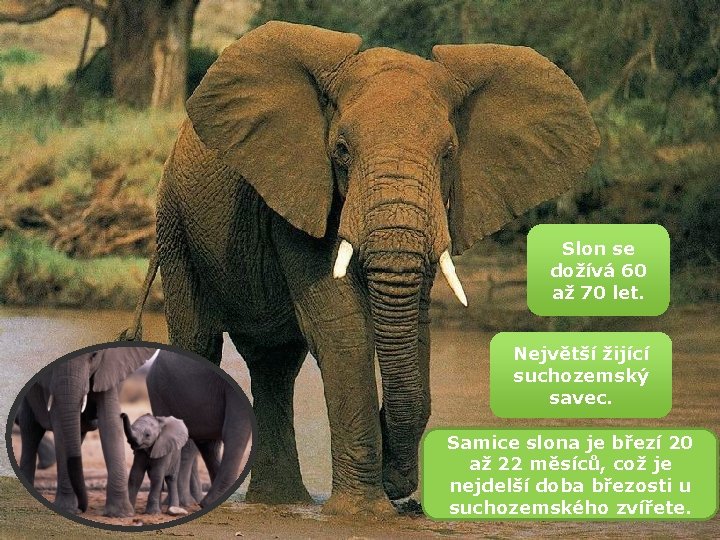 Slon se dožívá 60 až 70 let. Největší žijící suchozemský savec. Samice slona je