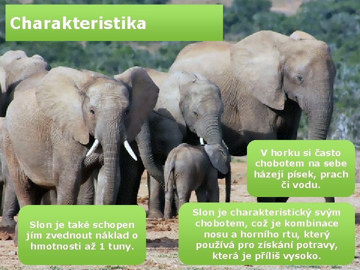 Charakteristika V horku si často chobotem na sebe házeji písek, prach či vodu. Slon