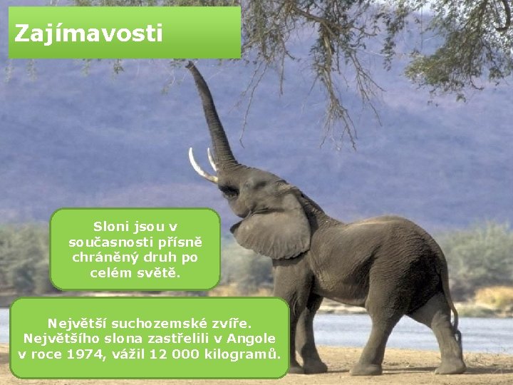 Zajímavosti Sloni jsou v současnosti přísně chráněný druh po celém světě. Největší suchozemské zvíře.