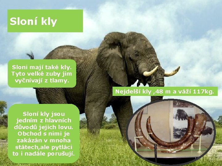 Sloní kly Sloni mají také kly. Tyto velké zuby jim vyčnívají z tlamy. Nejdelší
