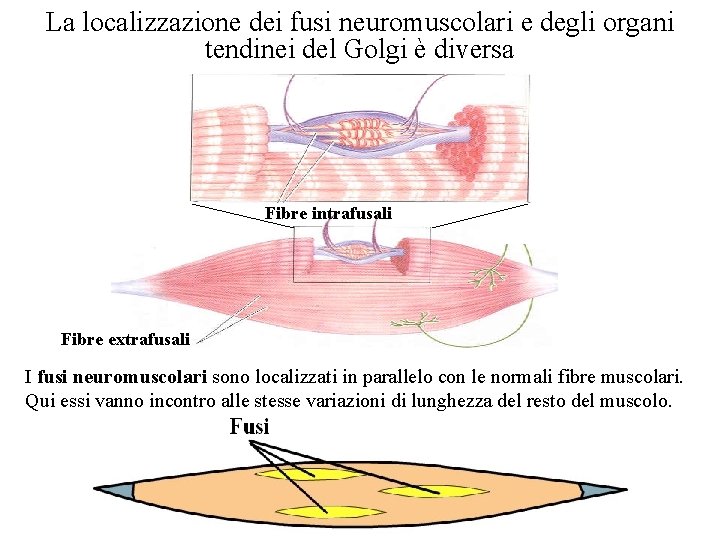 La localizzazione dei fusi neuromuscolari e degli organi tendinei del Golgi è diversa Fibre