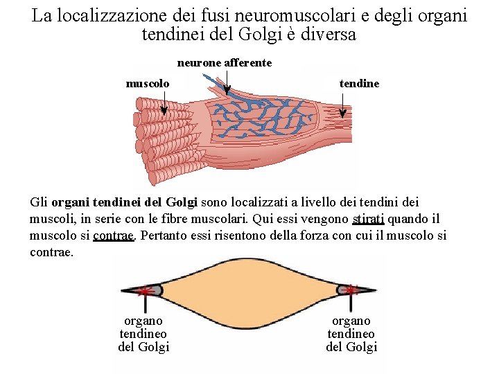La localizzazione dei fusi neuromuscolari e degli organi tendinei del Golgi è diversa neurone