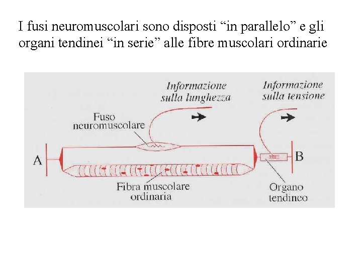I fusi neuromuscolari sono disposti “in parallelo” e gli organi tendinei “in serie” alle
