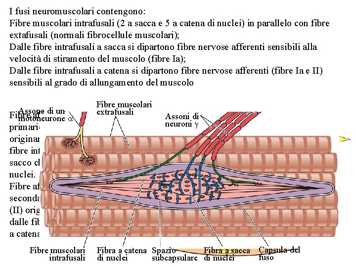 I fusi neuromuscolari contengono: Fibre muscolari intrafusali (2 a sacca e 5 a catena